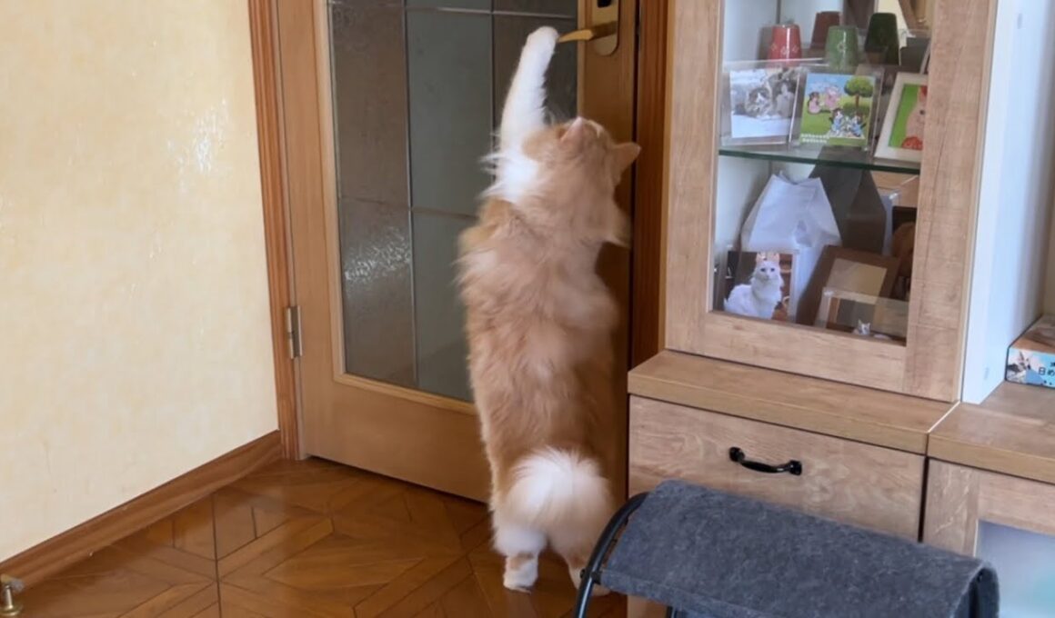 【もふ猫探検隊‼︎】扉を開けたら冒険の始まり〜✨ノルウェージャンフォレストキャットとターキッシュアンゴラ
