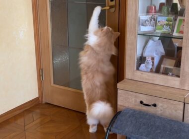【もふ猫探検隊‼︎】扉を開けたら冒険の始まり〜✨ノルウェージャンフォレストキャットとターキッシュアンゴラ