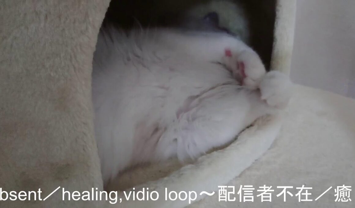 ラグドールと一緒に昼寝しませんか？癒し動画⑦【ループ】#cat#癒し