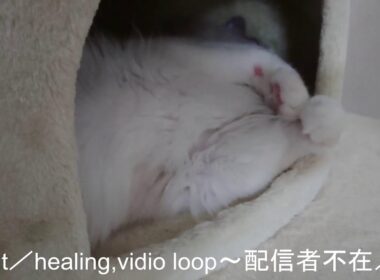 ラグドールと一緒に昼寝しませんか？癒し動画⑦【ループ】#cat#癒し
