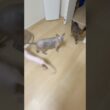 ごはんと言う言葉に反応して返事する毛のない猫【スフィンクス】