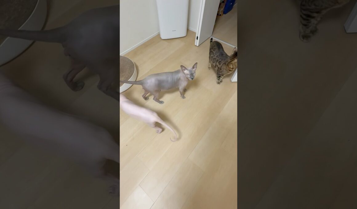 ごはんと言う言葉に反応して返事する毛のない猫【スフィンクス】