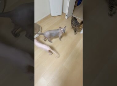 ごはんと言う言葉に反応して返事する毛のない猫【スフィンクス】