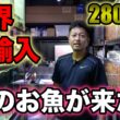 世界初入荷！アルビノの熱帯魚！タイ便　シャムタイガー　メコンオオナマズ　タイガーバルブ　フォーバータイガ　ベタ　ナマズなど！