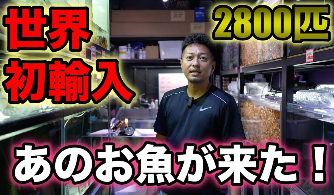 世界初入荷！アルビノの熱帯魚！タイ便　シャムタイガー　メコンオオナマズ　タイガーバルブ　フォーバータイガ　ベタ　ナマズなど！