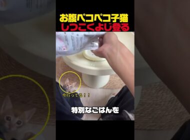 お腹ペコペコ子猫 しつこくよじ登る