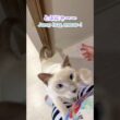 寂しがり🥹猫の鳴き声＆ジャンプ抱っこ💛甘えん坊さが可愛すぎました💖【トンキニーズ】#猫 #ジャンプ抱っこ #猫の鳴き声