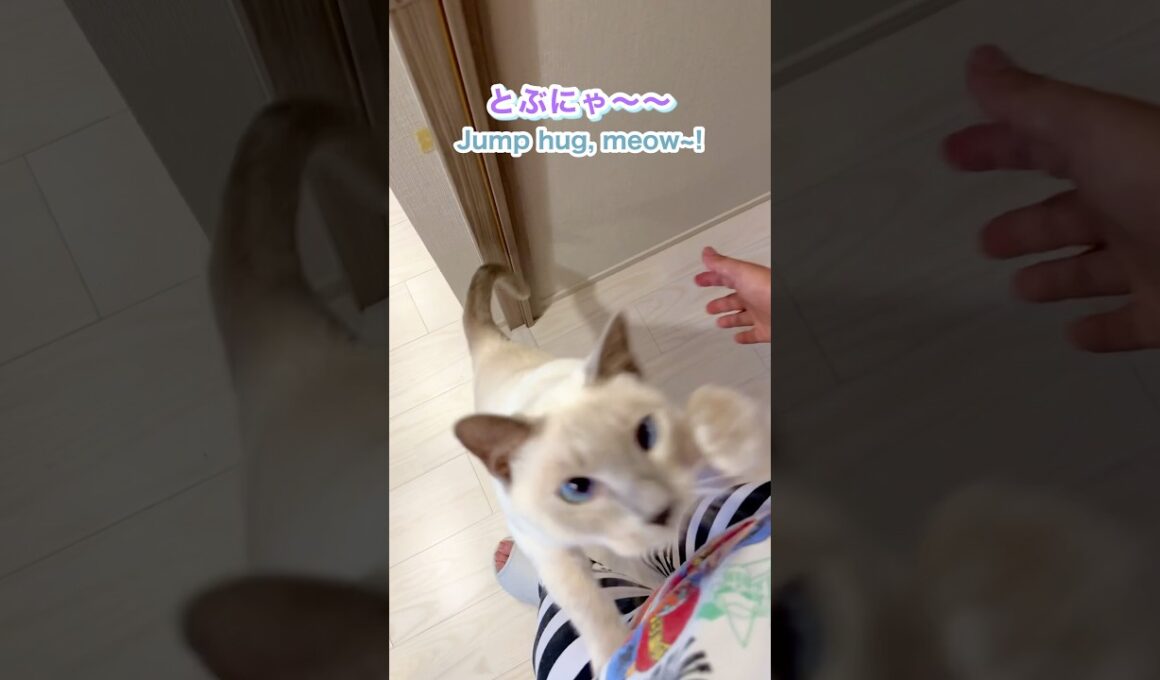 寂しがり🥹猫の鳴き声＆ジャンプ抱っこ💛甘えん坊さが可愛すぎました💖【トンキニーズ】#猫 #ジャンプ抱っこ #猫の鳴き声