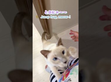 寂しがり🥹猫の鳴き声＆ジャンプ抱っこ💛甘えん坊さが可愛すぎました💖【トンキニーズ】#猫 #ジャンプ抱っこ #猫の鳴き声