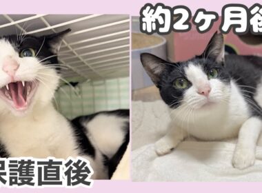 シャーシャー猫が幸せを掴むまで 【てんぴちゃん保護物語】The Story of a Intimidation Cat Finding Happiness.