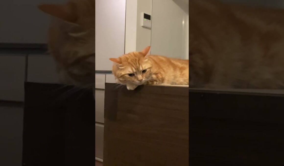 猫のさりり51寝落ち…。またやってしまった。。。