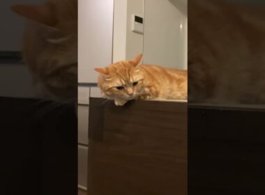 猫のさりり51寝落ち…。またやってしまった。。。