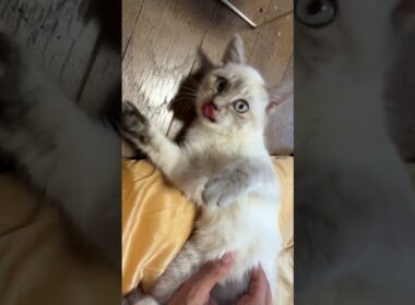 シャムの子ネコ雫ちゃん、寝返り仰向け二連発