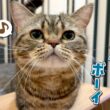 ４歳になったメルに大好きなおやつをあげたらまさかの事件発生！？