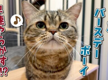 ４歳になったメルに大好きなおやつをあげたらまさかの事件発生！？