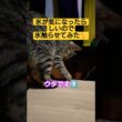 本日２本目　氷が気になったらしいので…氷触らせてみた動画#猫のいる暮らし #ねこ #ウタ #時雨