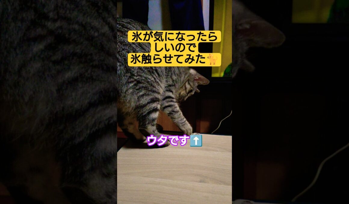 本日２本目　氷が気になったらしいので…氷触らせてみた動画#猫のいる暮らし #ねこ #ウタ #時雨