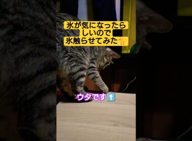 本日２本目　氷が気になったらしいので…氷触らせてみた動画#猫のいる暮らし #ねこ #ウタ #時雨