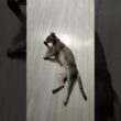 よく寝たシンガプーラ猫の伸びをご覧ください。#ねこ動画