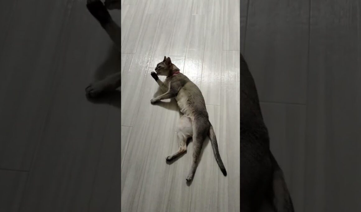 よく寝たシンガプーラ猫の伸びをご覧ください。#ねこ動画