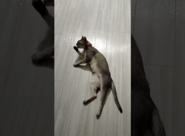 よく寝たシンガプーラ猫の伸びをご覧ください。#ねこ動画