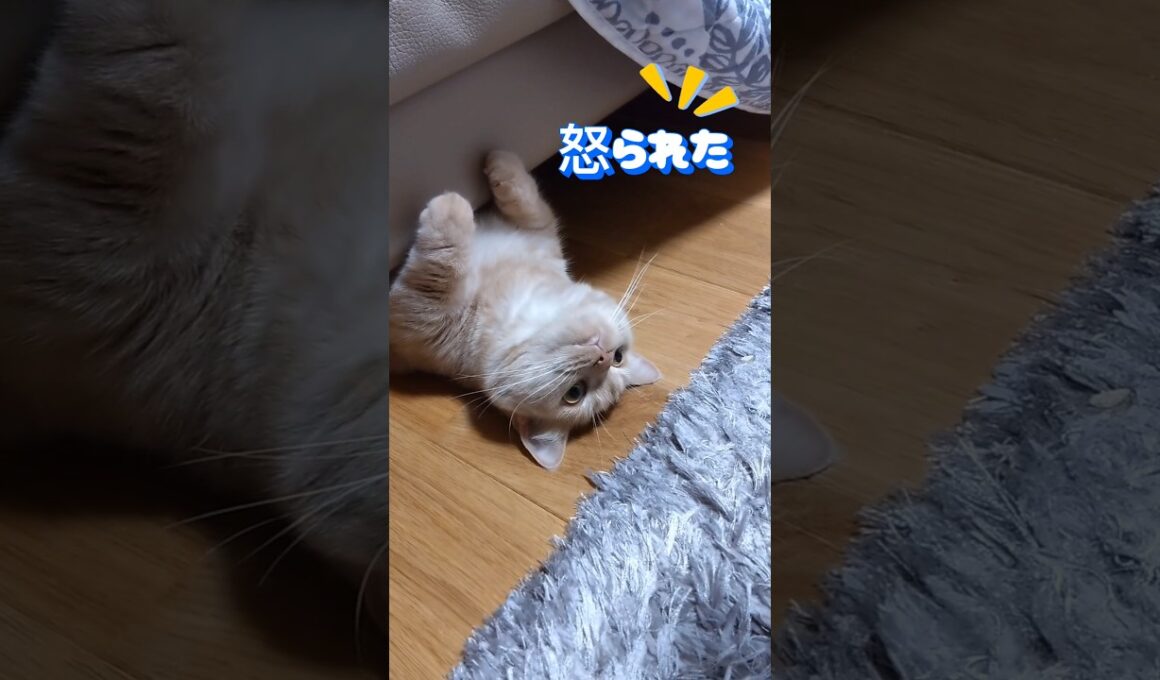 【小さい頃から太り気味マンチカン】 #shorts #猫 #ねこ #cat