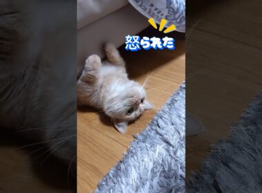 【小さい頃から太り気味マンチカン】 #shorts #猫 #ねこ #cat