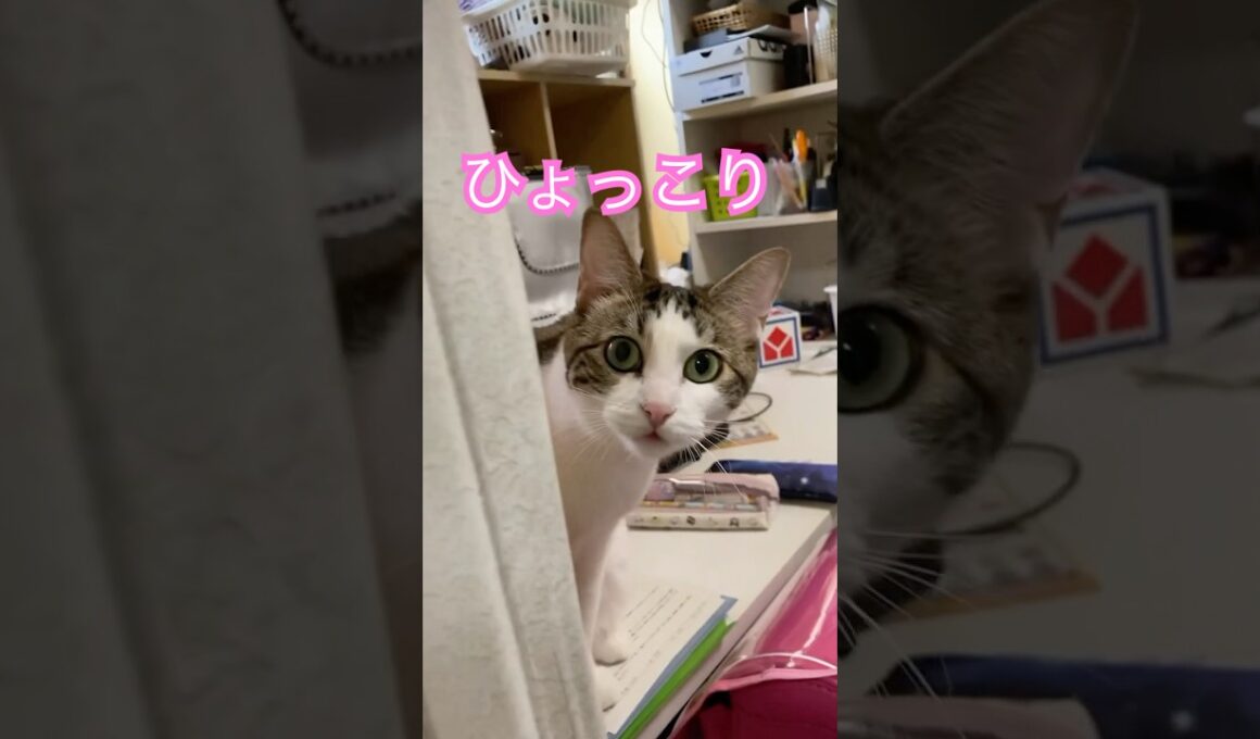 さくらのひょっこりが可愛いすぎる　#メインクーンミックス #三毛猫 #保護猫