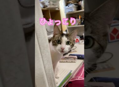 さくらのひょっこりが可愛いすぎる　#メインクーンミックス #三毛猫 #保護猫