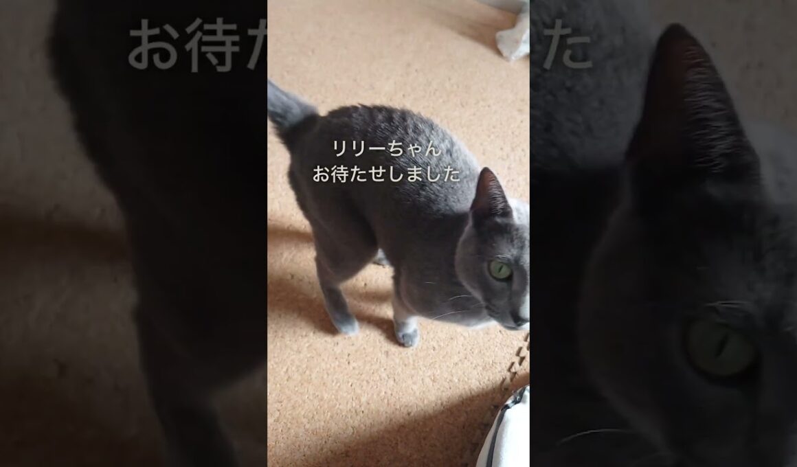 【猫動画】一緒にいたいロシアンブルー【Russian blue】#shorts I want to be with Russian Blue