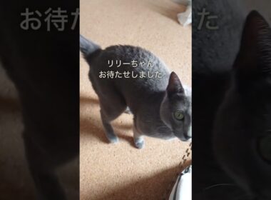 【猫動画】一緒にいたいロシアンブルー【Russian blue】#shorts I want to be with Russian Blue
