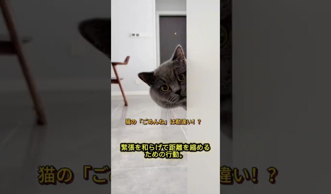 猫が謝っているように見える行動｜実はこんな意味があった！#猫の行動 #猫の豆知識 #猫好きさんと繋がりたい #猫の気持ち #ペット豆知識 #猫との暮らし