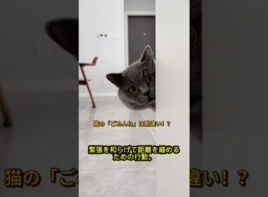 猫が謝っているように見える行動｜実はこんな意味があった！#猫の行動 #猫の豆知識 #猫好きさんと繋がりたい #猫の気持ち #ペット豆知識 #猫との暮らし