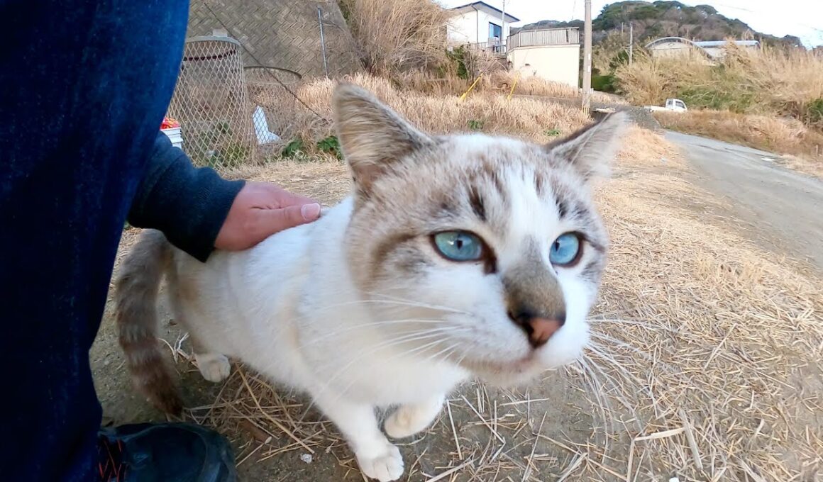 甘えん坊なシャム猫をナデナデしたら、ゴロゴロと転がって喜んでくれた