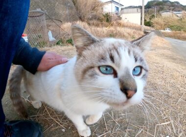 甘えん坊なシャム猫をナデナデしたら、ゴロゴロと転がって喜んでくれた