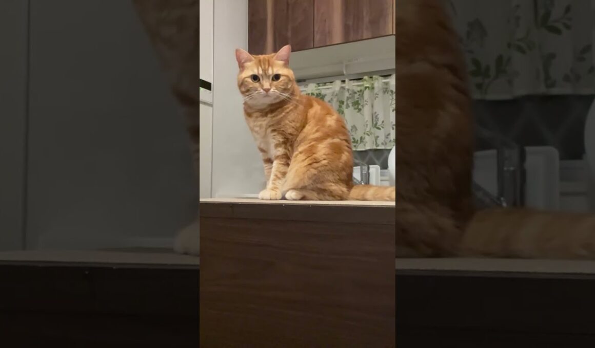 猫のさりり51
