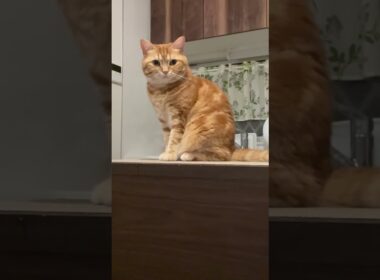 猫のさりり51