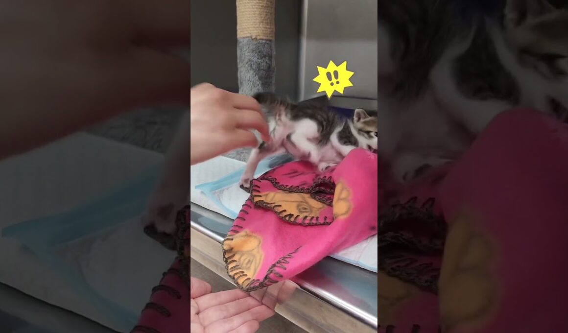 分かりやすくイライラしてる子猫がかわいい【キジ白の保護猫】　#shorts 　#猫　#cat