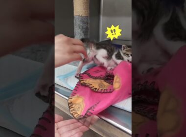 分かりやすくイライラしてる子猫がかわいい【キジ白の保護猫】　#shorts 　#猫　#cat