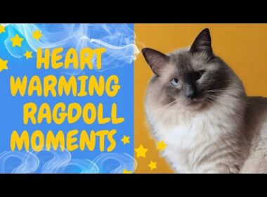 Ragdoll Cat Moments 🐈  Like No Others