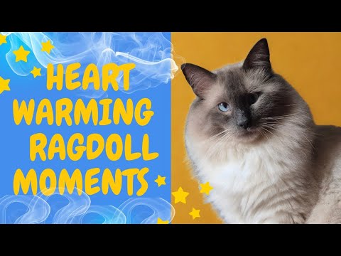 Ragdoll Cat Moments 🐈  Like No Others