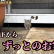 倉庫の下で過ごしていた子猫が幸せを掴むまでの70日。