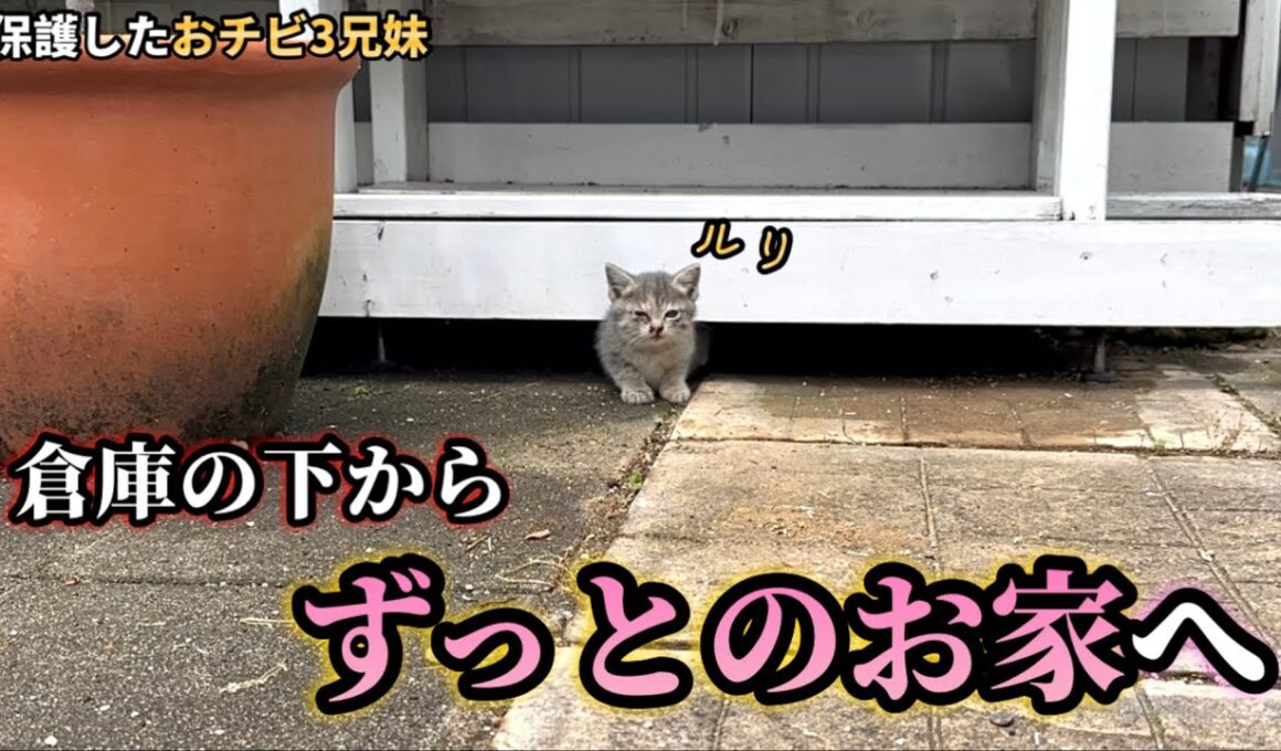 倉庫の下で過ごしていた子猫が幸せを掴むまでの70日。