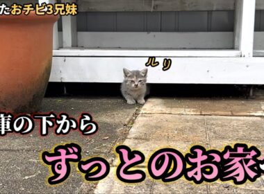 倉庫の下で過ごしていた子猫が幸せを掴むまでの70日。