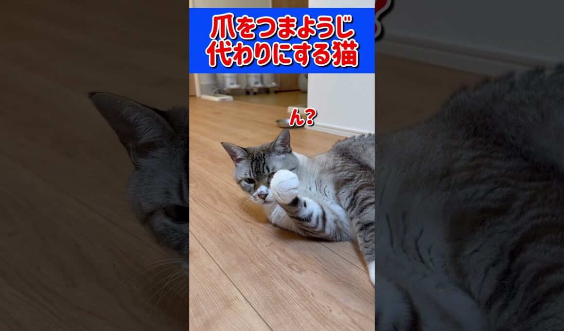爪をつまようじにする猫 #猫 #cat #しゃむねこ #猫動画 #保護猫 #子ネコ #猫のいる暮らし #三毛猫 #ねこ