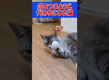 爪をつまようじにする猫 #猫 #cat #しゃむねこ #猫動画 #保護猫 #子ネコ #猫のいる暮らし #三毛猫 #ねこ