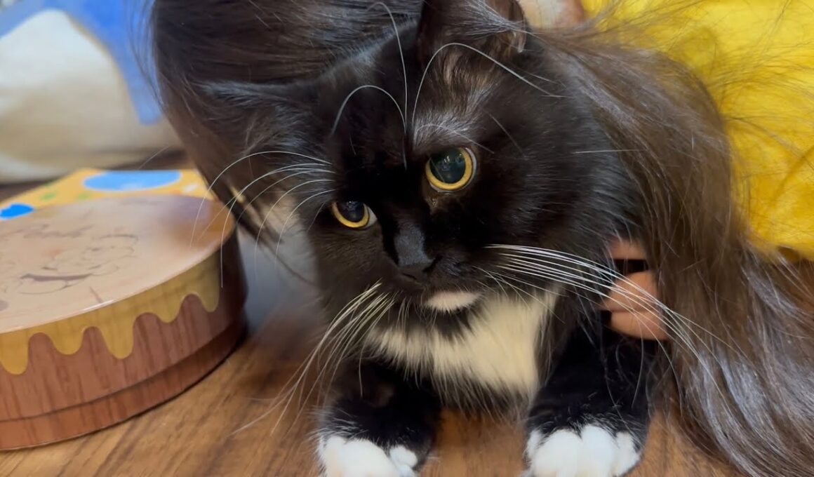 大人しく猫吸いされまくる猫　ラガマフィンThe cat plays along quietly. Ragamuffin