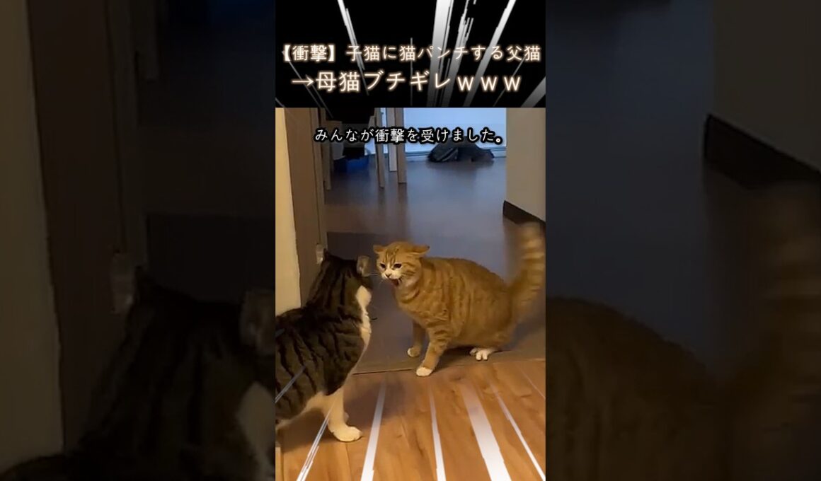 【衝撃】子猫に猫パンチする父猫→母猫ブチギレｗｗｗ