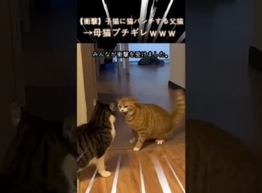 【衝撃】子猫に猫パンチする父猫→母猫ブチギレｗｗｗ