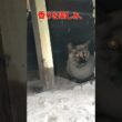 メシの支度　#シャムミックス
